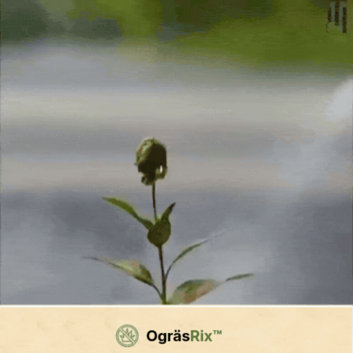 OgräsRix™ ogräsmedel | Tar bort envist ogräs synligt inom 24 timmar!