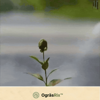 OgräsRix™ ogräsmedel | Tar bort envist ogräs synligt inom 24 timmar!